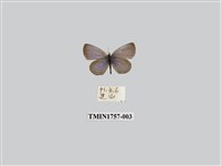 藏品(藍灰蝶)的圖片